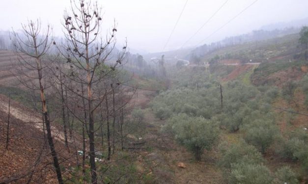La Junta invierte 2,8 millones de euros en la restauración de áreas quemadas de Las Hurdes