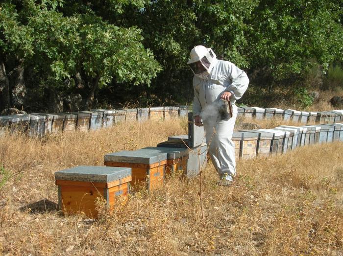 Un apicultor hurdano denuncia el robo de 42 colmenas en un pueblo de la provincia de Salamanca