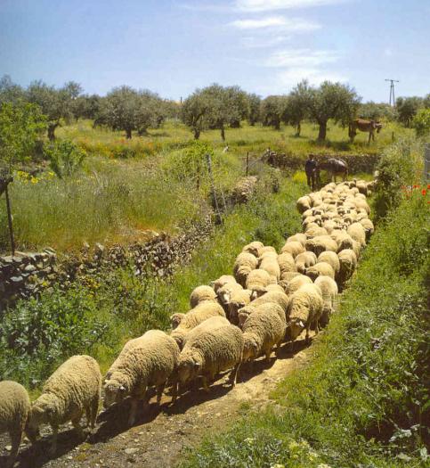 El Partido Popular considera que el sector ovino de Extremadura sufre una grave crisis estructural