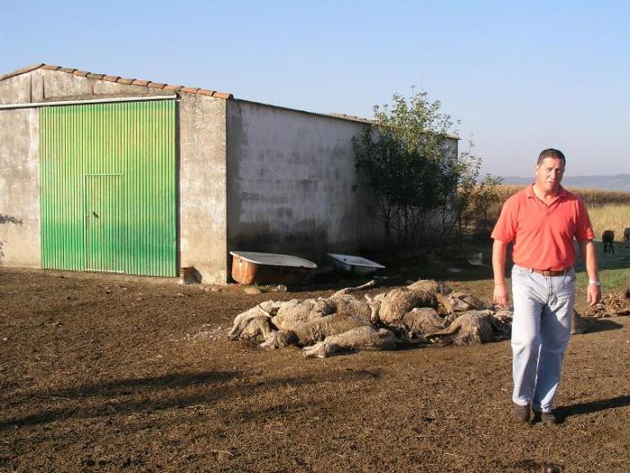 Ganaderos de Coria y comarca critican la tardanza a la hora de retirarles las ovejas muertas de sus fincas