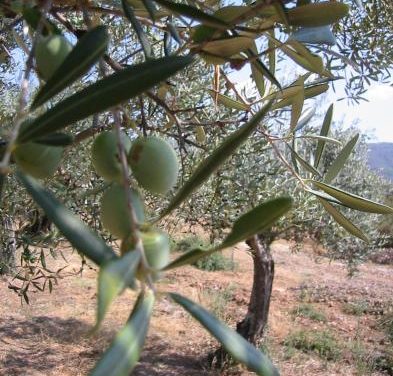 Un estudio revela que la superficie de olivar ha crecido un 12% en Extremadura en los últimos nueve años