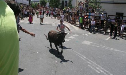 Las fiestas de San Juan comienzan este martes con el traslado de los bueyes y la lidia de la vaca de La Rana