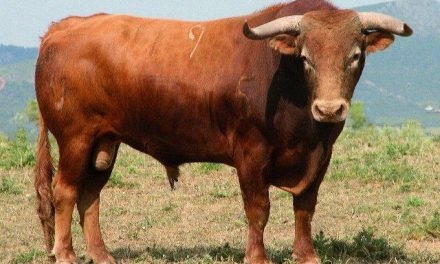 El toro de Victorino Martín, Ricacho, hiere a un mozo con una cornada en el cuello y un puntazo en el abdomen