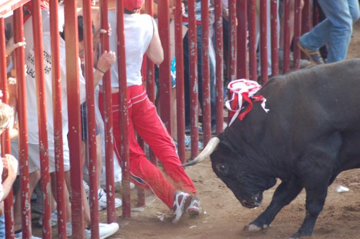 Victorioso, el toro de la tarde del 25, hiere a un joven de Leganés en una pierna y le manda al hospital de Coria