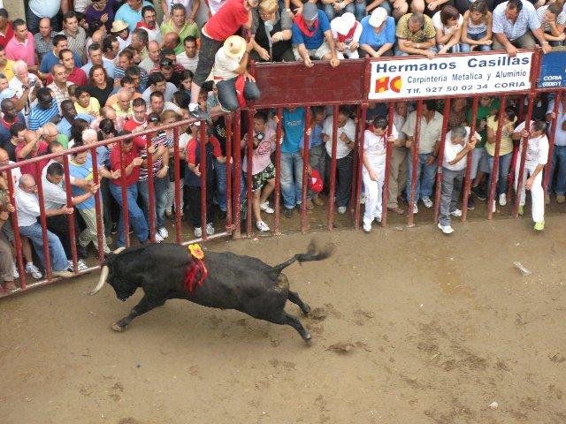 Coria despide sin heridos por asta de toro el último festejo con reses bravas de las fiestas de San Juan