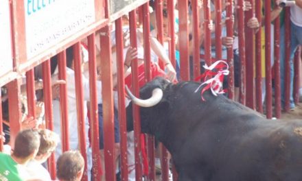 Las fiestas de San Juan 2009 en Coria concluyen con ocho heridos por asta de toro que evoluciona favorablemente
