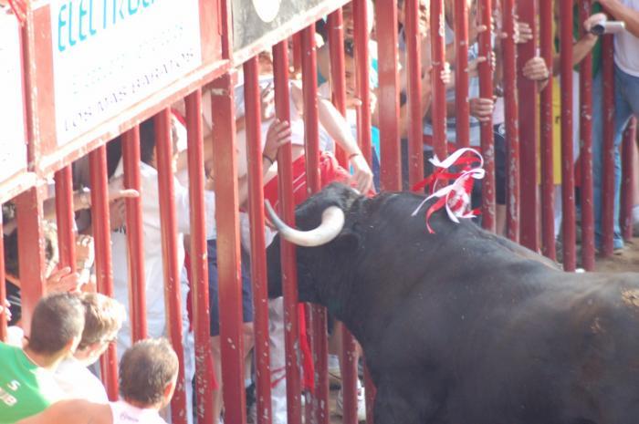 Las fiestas de San Juan 2009 en Coria concluyen con ocho heridos por asta de toro que evoluciona favorablemente