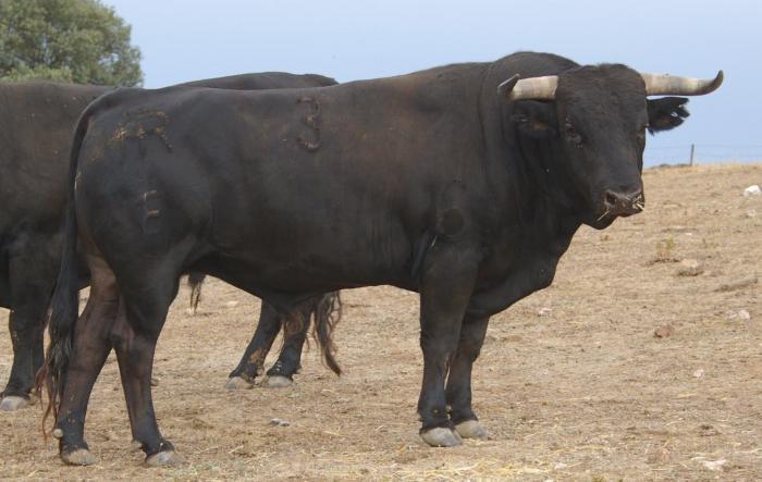 Arranca en Moraleja el segundo curso dedicado al conocimiento de las ganaderías de toros bravos