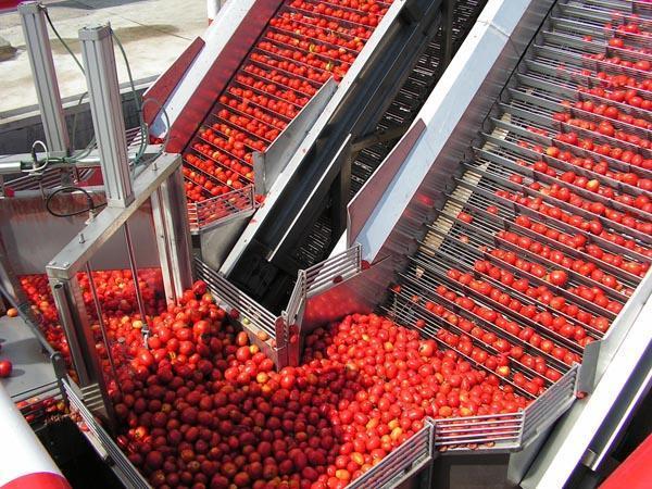 La Unión solicita a la Agencia de Control Alimentario que revise los contratos de compra-venta de tomate