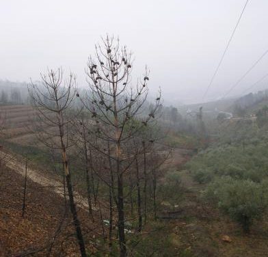 Ecologistas de Extremadura pide que no se planten más pinos resineros porque son muy inflamables