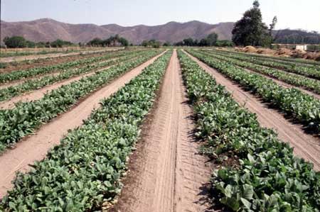 Extremadura es la región española que lidera el cultivo del tabaco con más de 2.000 agricultores