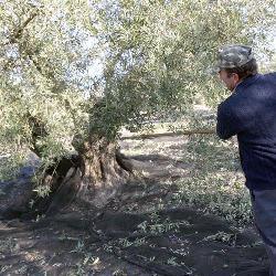 La campaña de uva y aceituna de mesa en Extremadura generará más de 1,5 millones de jornales