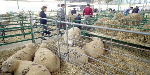 Unos 500 expositores y más de 2.500 cabezas de ganado se darán cita en la Feria Ganadera de Zafra