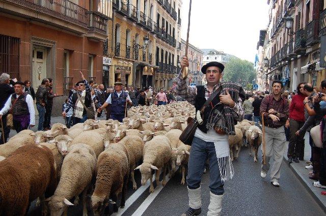 Miles de personas presencian en Madrid las ovejas merinas de la Denominación de Origen Queso de la Serena