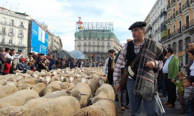 Miles de personas presencian en Madrid las ovejas merinas de la Denominación de Origen Queso de la Serena