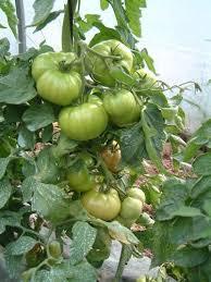La Junta asegura que recuperará la apuesta por el I+d en el sector del tomate extremeño