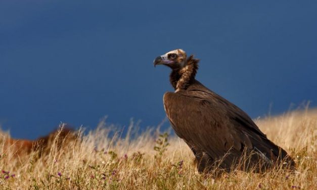 Extremadura se convierte en la capital del Birding con más de 300 especies de aves