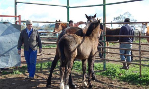 Extremadura dará ayudas para la cría, selección y doma de caballos de silla
