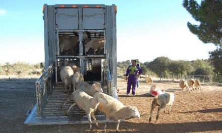 Convocan las primeras ayudas de bioseguridad para la desinfección de vehículos de ganado y viveros