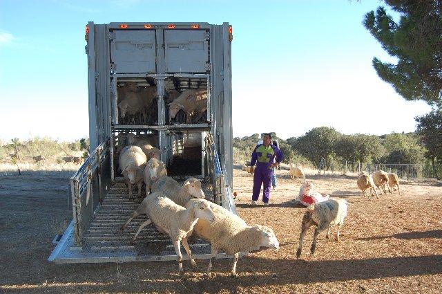 Convocan las primeras ayudas de bioseguridad para la desinfección de vehículos de ganado y viveros