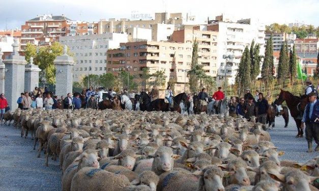 Las ovejas merinas de la Serena toman las calles de Madrid, pese a la lluvia