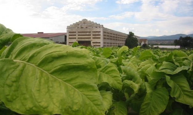 La ayuda a la producción integrada de tabaco se establece en 1.060 euros por hectárea
