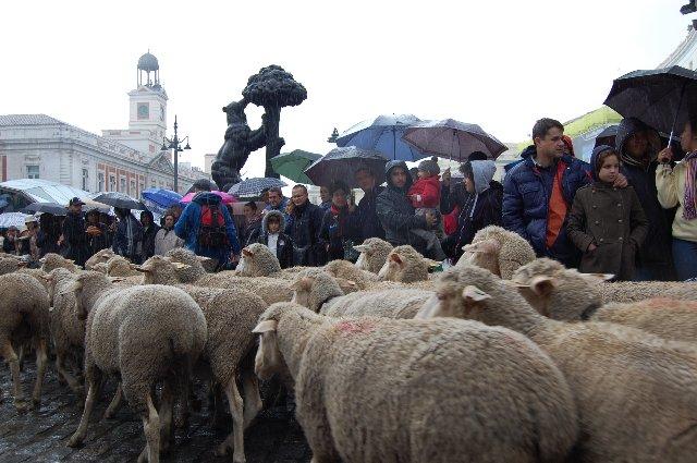 Las ovejas merinas de la Serena toman las calles de Madrid, pese a la lluvia