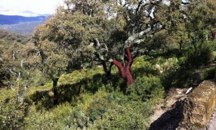 Ecologistas Extremadura denuncia un sorteo de tala de encinas en vía pecuaria y red natura 2000 “de dudosa legalidad2