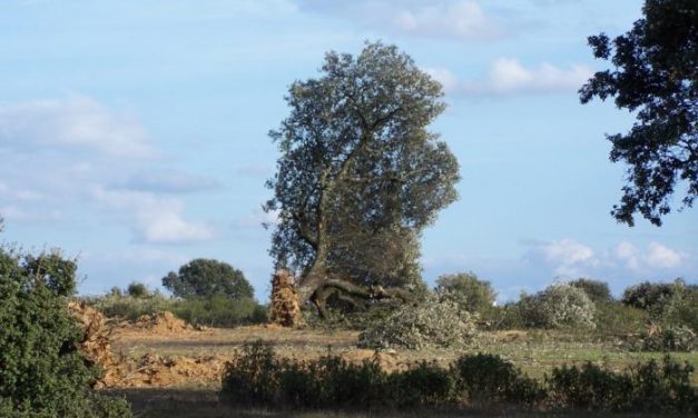 Extremadura coordinará un proyecto para el control de la Seca que afecta a la dehesa