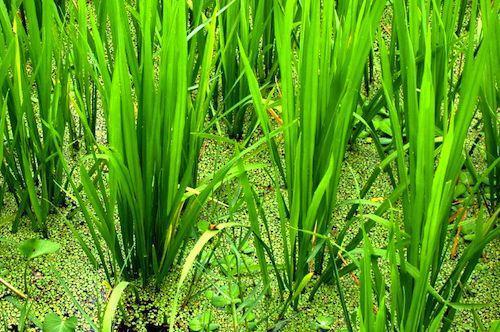 La Consejería de Medio Ambiente autoriza la campaña oficial de tratamiento fitosanitario contra la pudenta del arroz para este año
