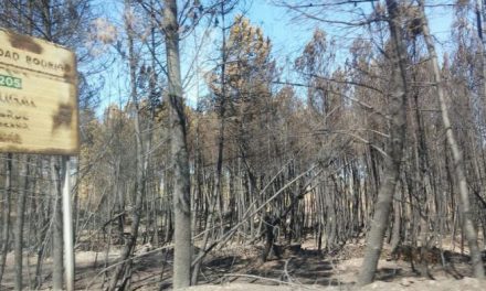 Los titulares de los terrenos afectados por el fuego de Gata tendrán 3 meses para retirar la madera