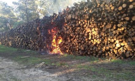 Un incendio provocado en la madera almacenada en el pinar de Talayuela provoca daños por 20.000 euros