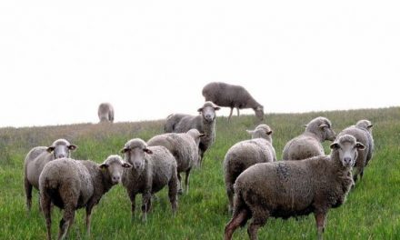 APAG Extremadura Asaja ve «ridículas e insuficientes» las ayudas del Gobierno central al ovino y caprino