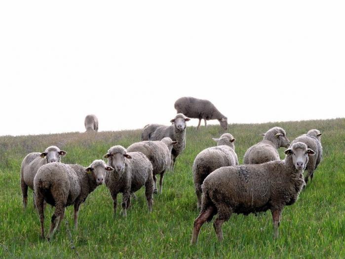 APAG Extremadura Asaja ve «ridículas e insuficientes» las ayudas del Gobierno central al ovino y caprino