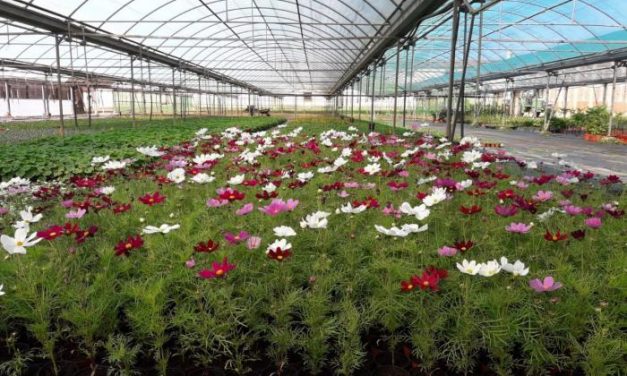 La Diputación de Cáceres ofrece plantas ornamentales gratuitas a los pueblos de la provincia hasta el 14 de mayo