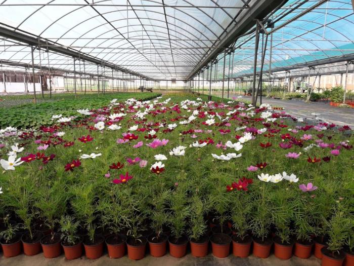 La Diputación de Cáceres ofrece plantas ornamentales gratuitas a los pueblos de la provincia hasta el 14 de mayo