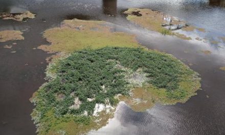 Cáceres Viva insta a Confederación Hidrográfica del Tajo la limpieza del río Alagón  a su paso por Coria