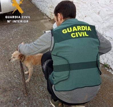 Investigado un hombre de 83 años en Torremocha por atar de forma permanente un palo en el cuello de su perro