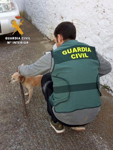 Investigado un hombre de 83 años en Torremocha por atar de forma permanente un palo en el cuello de su perro