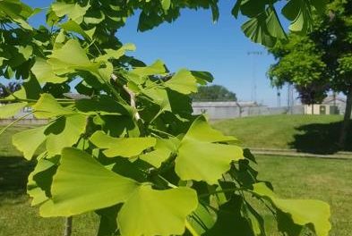 Un vecino de Moraleja regala el árbol de la esperanza para el Parque Fluvial Feliciano Vegas