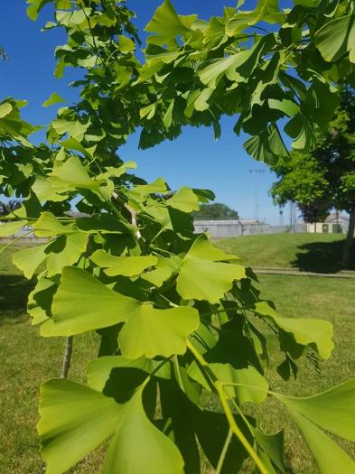 Un vecino de Moraleja regala el árbol de la esperanza para el Parque Fluvial Feliciano Vegas