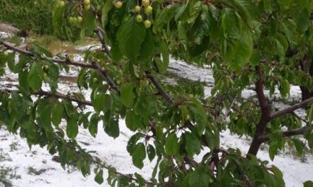 La Junta muestra su «preocupación» por la cereza e insiste en los seguros para afrontar la meteorología