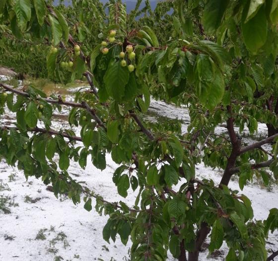 La Junta muestra su «preocupación» por la cereza e insiste en los seguros para afrontar la meteorología