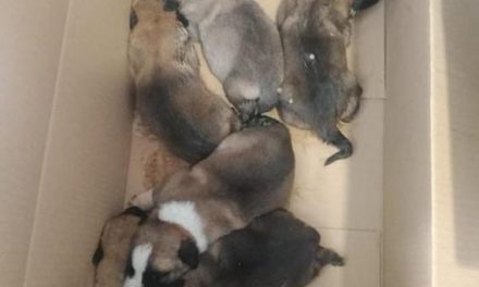 La Policía Local de Moraleja busca un hogar para ocho cachorros de mastín abandonados en un saco
