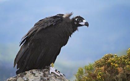 Ecologistas denuncian que se han envenenado a más de 6.500 aves en Extremadura en 13 años