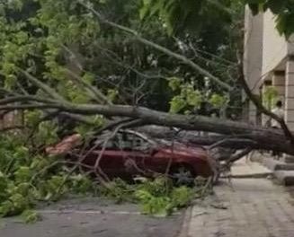 Una árbol cae sobre un vehículo en la Avenida Alfonso VII de Coria por el fuerte temporal