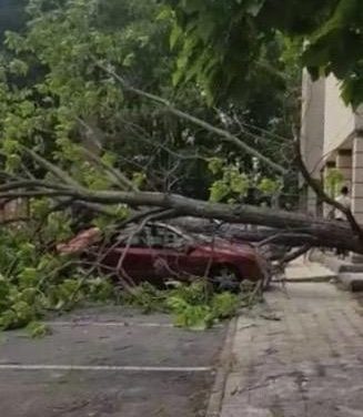 Una árbol cae sobre un vehículo en la Avenida Alfonso VII de Coria por el fuerte temporal