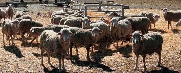 UPA-UCE alerta que los ganaderos han perdido ya más de 50 millones por la Covid-19 y pide apoyo