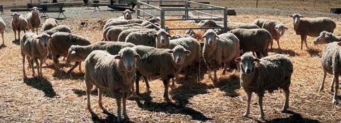UPA-UCE alerta que los ganaderos han perdido ya más de 50 millones por la Covid-19 y pide apoyo