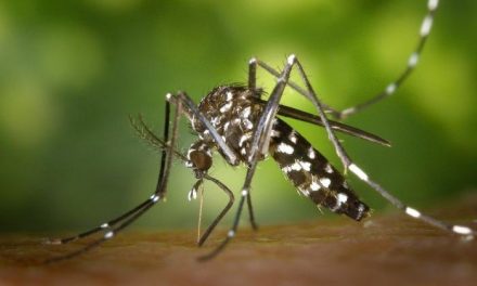 Los expertos aseguran que no hay riesgo de contagio del coronavirus a través de la picadura de mosquitos